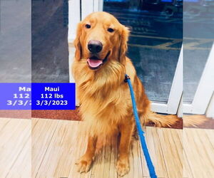 Golden Retriever Dogs for adoption in West Hollywood, CA, USA