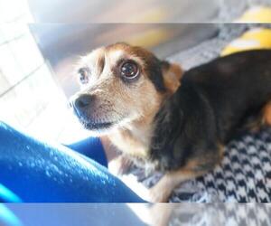 ShiChi Dogs for adoption in Norfolk, VA, USA