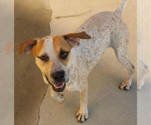 Mutt Dogs for adoption in Thief River Falls, MN, USA