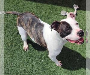 American Pit Bull Terrier-Bulldog Mix Dogs for adoption in Rockwall, TX, USA