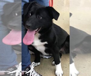 Labrador Retriever Dogs for adoption in Poplar Bluff, MO, USA