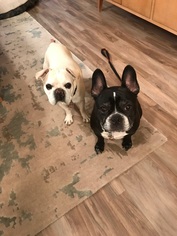 French Bulldog Dogs for adoption in Forest Lake, MN, USA