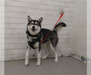 Siberian Husky Dogs for adoption in San Bernardino, CA, USA