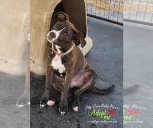 American Pit Bull Terrier-Unknown Mix Dogs for adoption in Victoria, TX, USA