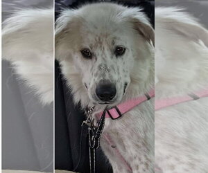 Australian Shepherd-Unknown Mix Dogs for adoption in Croydon, NH, USA