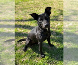 Labrador Retriever-Unknown Mix Dogs for adoption in Woodbury, NY, USA