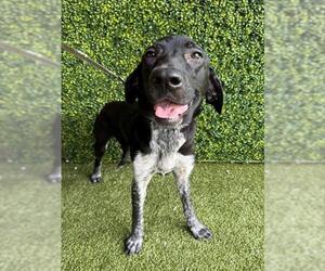 German Shorthaired Pointer Dogs for adoption in Naples, FL, USA