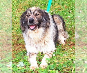 Australian Shepherd-Unknown Mix Dogs for adoption in Wetumpka, AL, USA