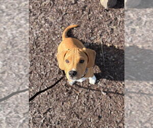 Beagle-Unknown Mix Dogs for adoption in Utica, NY, USA