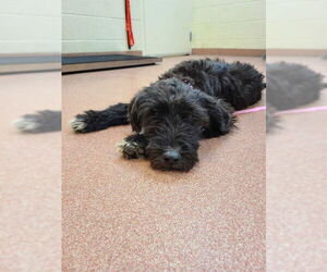 Bernedoodle Dogs for adoption in Ogden, UT, USA