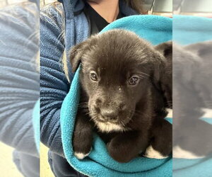 Mutt Dogs for adoption in Riverside, CA, USA