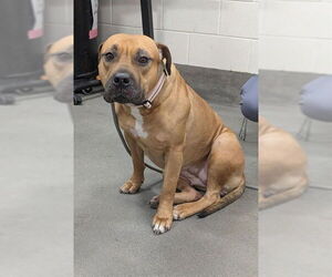 Mastiff Dogs for adoption in Forestville, MD, USA