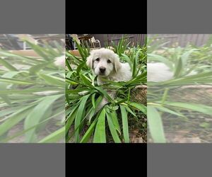 Australian Shepherd-Great Pyrenees Mix Dogs for adoption in Calgary, Alberta, Canada