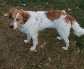 Small Brittany-Collie Mix
