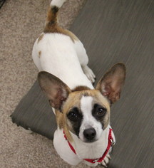 Medium Photo #1 Rat-Cha Puppy For Sale in Kennesaw, GA, USA