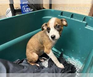 American Pit Bull Terrier-Unknown Mix Dogs for adoption in Ocala, FL, USA