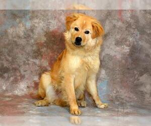 Australian Retriever Dogs for adoption in West Valley, UT, USA