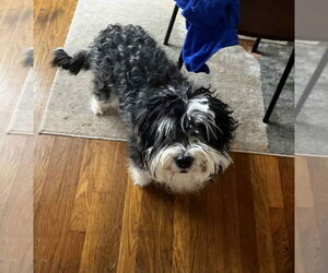 Maltese-Unknown Mix Dogs for adoption in Grafton, WI, USA