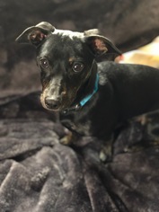 Chiweenie Dogs for adoption in Derwood, MD, USA