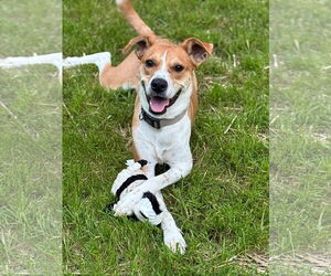 Mutt Dogs for adoption in Germantown, OH, USA