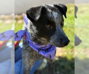 Mutt Dogs for adoption in Warrenton, VA, USA