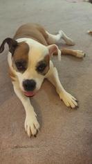 American Pit Bull Terrier-Pointer Mix Dogs for adoption in Queen Creek, AZ, USA