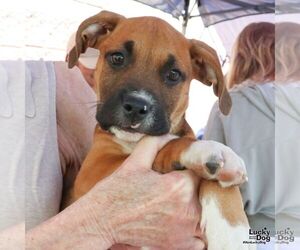 Retriever -Unknown Mix Dogs for adoption in Washington, DC, USA
