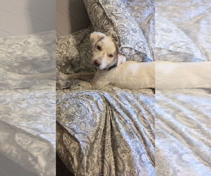 Labrador Retriever Dogs for adoption in Plymouth, MN, USA