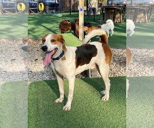 American Foxhound Dogs for adoption in Sanderson, FL, USA