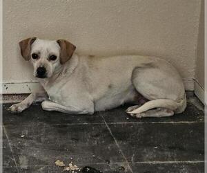 Chihuahua-Unknown Mix Dogs for adoption in Pasadena, TX, USA