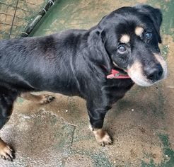 Rottweiler Dogs for adoption in Staley, NC, USA