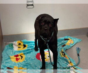 Mutt Dogs for adoption in Rancho Cucamonga, CA, USA