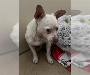Chihuahua Dogs for adoption in Santa Maria, CA, USA