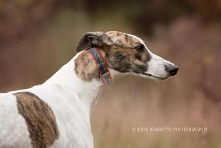 Greyhound-Unknown Mix Dogs for adoption in Hopkinton, MA, USA