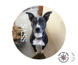 American Pit Bull Terrier-Unknown Mix Dogs for adoption in Princeton, British Columbia, Canada