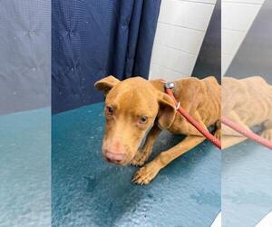 Labrador Retriever-Unknown Mix Dogs for adoption in Mobile, AL, USA