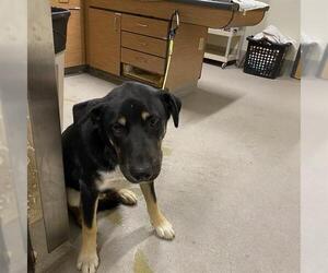 Labrador Retriever-Unknown Mix Dogs for adoption in Modesto, CA, USA
