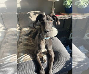 Great Dane Dogs for adoption in Columbus, IN, USA