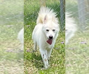 American Eskimo Dog Dogs for adoption in Augusta, GA, USA