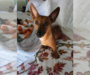 Chiweenie Dogs for adoption in Rural Hall, NC, USA