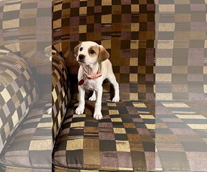 Doxle Dogs for adoption in Royal Palm Beach, FL, USA
