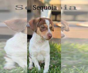 Border Terrier-Jack Russell Terrier Mix Dogs for adoption in Princeton, MN, USA