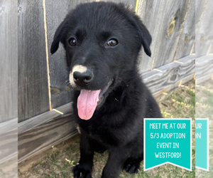 Border Collie-Unknown Mix Dogs for adoption in Boston, MA, USA