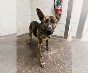 Holland Shepherd-Unknown Mix Dogs for adoption in Oklahoma City, OK, USA