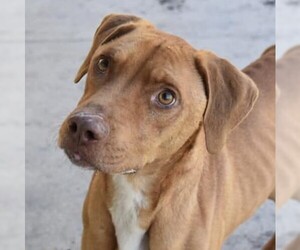 Vizsla Dogs for adoption in Gainesville, FL, USA