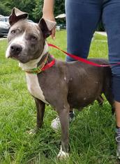Staffordshire Bull Terrier Dogs for adoption in Columbus, GA, USA