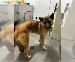 German Shepherd Dog-Unknown Mix Dogs for adoption in Forestville, MD, USA