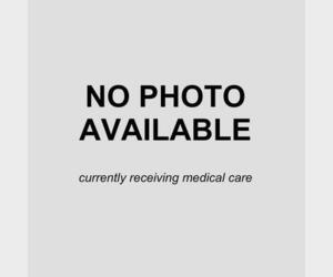 Australian Shepherd Dogs for adoption in San Antonio, TX, USA