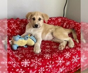 Great Pyrenees-Unknown Mix Dogs for adoption in Evergreen, CO, USA