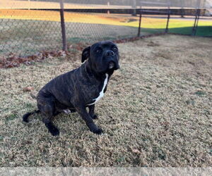 Mutt Dogs for adoption in Grovetown, GA, USA